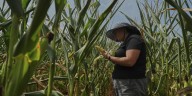 'Like the corn's never getting a break. It’s just hot all the time': How America's farmers conquered climate change for a 'monster' harvest