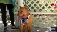 Adoptable pets at ﻿﻿Southeast Volusia Humane Society﻿﻿﻿﻿﻿﻿﻿