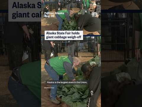 Alaska State Fair holds giant cabbage weigh