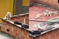 Rescatan cinco perros al borde de la muerte por hambre en la terraza de una vivienda