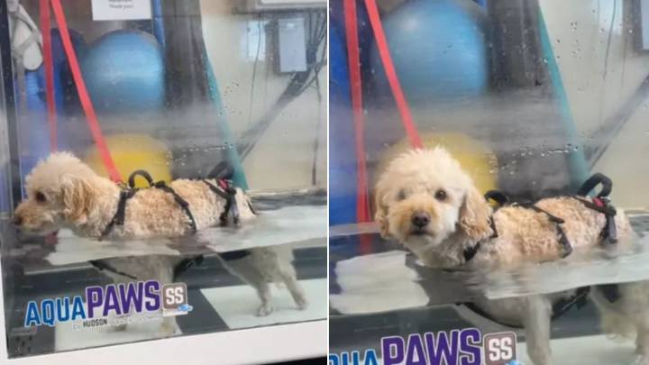 Internet In Tears As Idaho Owner Sees Her Paralyzed Dog Walk Again After More Than A Year