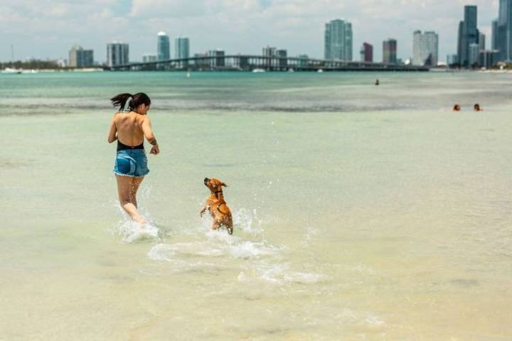 Cómo se llega. La playa que pocos conocen, a 20 minutos de Miami, que se siente como estar en el mar Caribe
