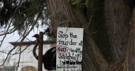 B.C. ostrich farm loses appeal against avian flu cull