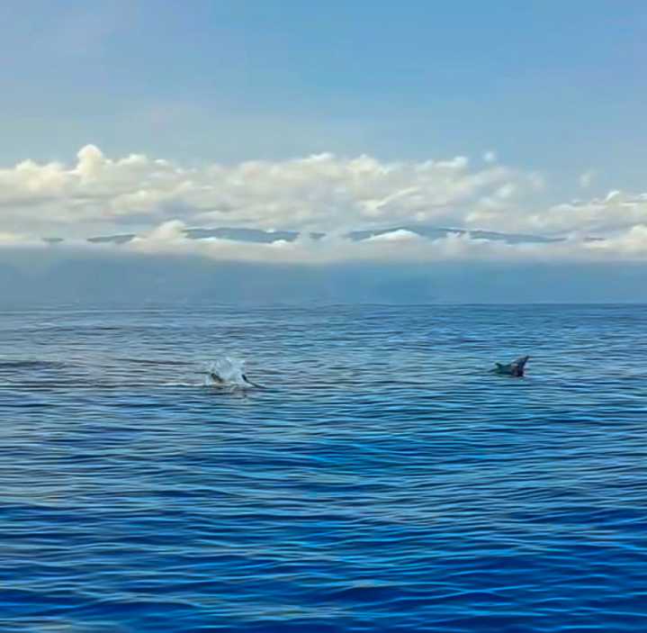 Video: Delfines en La Guaira
