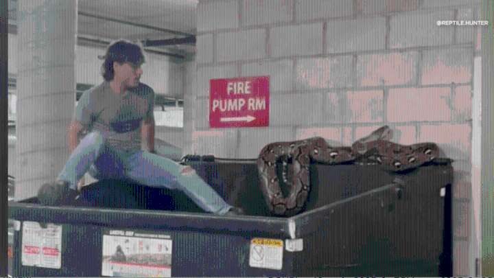 Riverside's own ‘Crocodile Dundee' rescues 20-foot python found on dumpster
