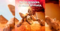 Gobierno de Beto Granados emite recomendaciones para proteger a mascotas durante la canícula