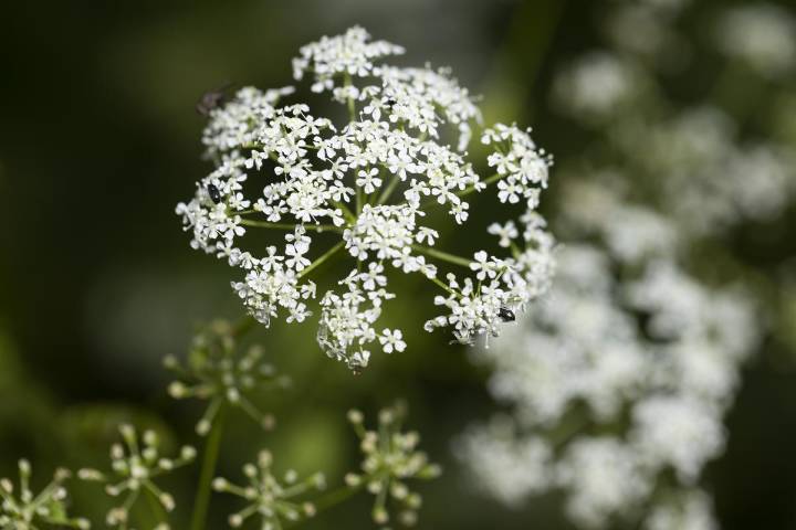 Poisonous New York Plant That Kills You 'Spreading Like Wildfire'