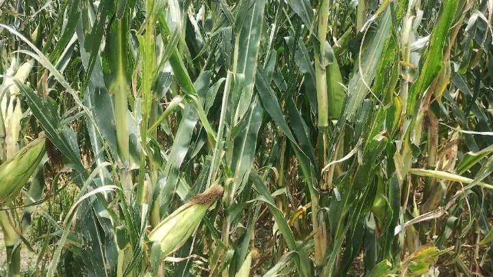 Tlaxcoapan: Tierras de cultivo son supuestamente saqueadas