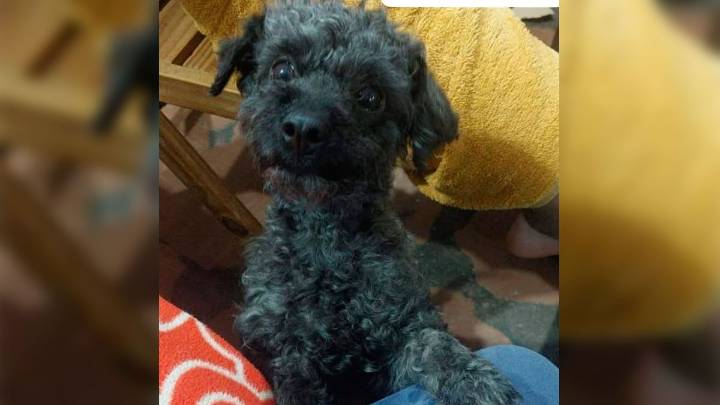 Buscan a Nala, una pequeña caniche perdida en barrio Autonomía