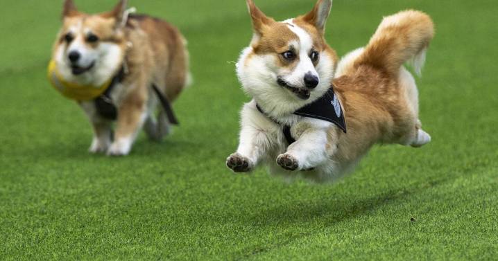 Little legs, big dreams: More than 100 teams compete in Lithuania's international Corgi race