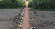 La ganadería sostenible podría frenar las emisiones de metano en Brasil, según ecologistas