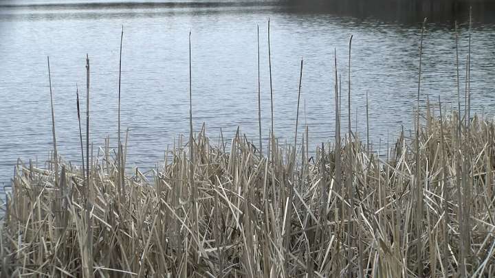North Attleborough pond closed for E. coli levels reopens