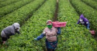 Tariffs and deportations seen as contributors to rising prices and fewer immigrant workers