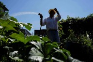 Green spaces are key to combating record heat in marginalized communities