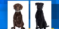 2 new K-9s with UT Police Department have names with deep ties to university