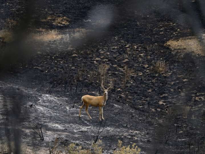 Colorado wildfires: Fire near Garfield County expected to worsen