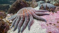 Miles de millones de estrellas de mar están muriendo: así es la mayor epidemia marina