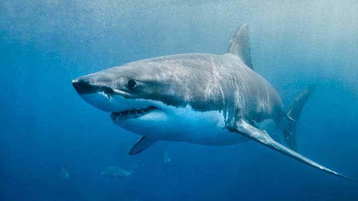 Shark sighting off Ogunquit’s Little Beach prompts warning