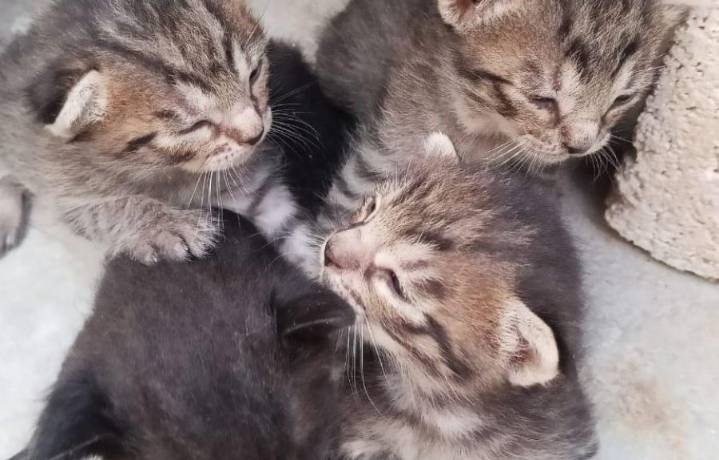 En Quintana Roo, aproximadamente 50 mil gatos viven en las calles