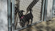 Crece población canina en la perrera de Laredo; piden a la gente que adopte un 'lomito'