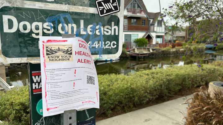 Mystery in Venice: What is killing dogs near the canals?