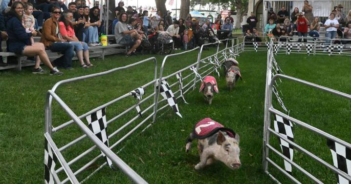 Swifty Swine pig races return to Colorado State Fair
