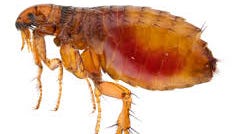 South Lake Tahoe resident tests positive for plague