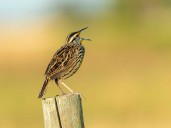 Écouter les oiseaux chanter : un remède naturel contre le stress et l’anxiété