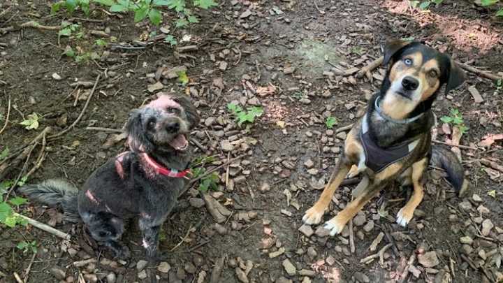 ¿Pueden los perros juzgar a las personas? Un nuevo estudio desafía nuestras creencias