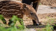 Meet the Houston Zoo's baby Baird's tapir