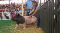 Livestock exhibitors take pride in showing at the Iowa State Fair