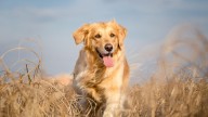 Find the next Air Bud: Nationwide search for canine star