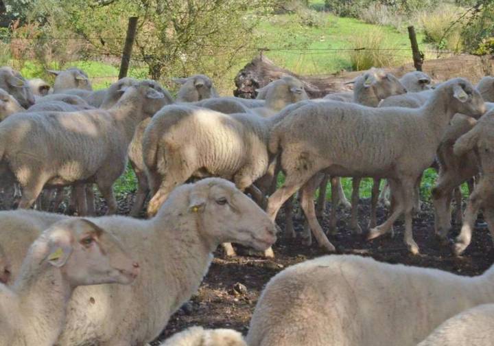 Confirmado el primer foco de lengua azul en Salamanca