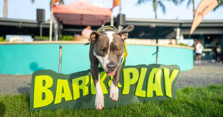 Bark and Play convoca a multitudes