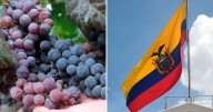 Uva peruana es suspendida de Ecuador temporalmente tras detectarse niveles de plaguicidas superiores a lo permitido