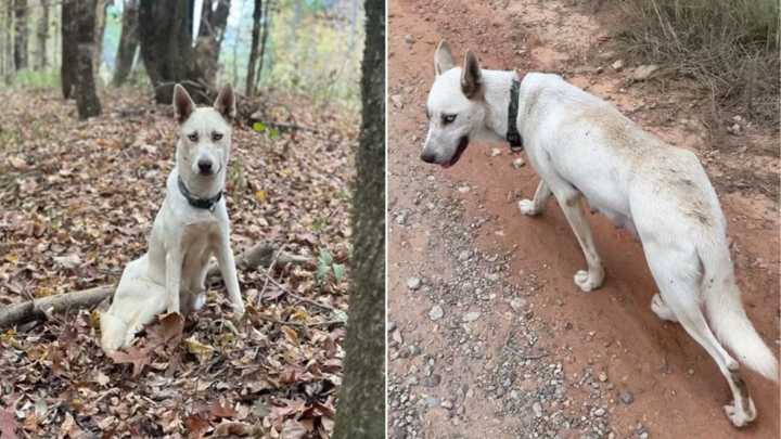 Great Dane Mom In Michigan Melts Hearts By Expanding Her Family In An Unexpected Way