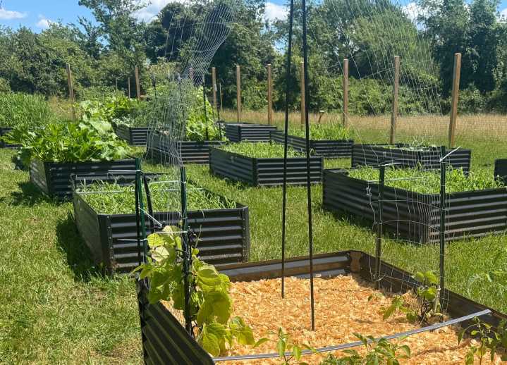 Warren Community Garden 'grows' as first season blooms