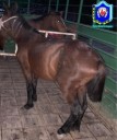 Operativos rurales: secuestraron armas, equipos de caza y animales sueltos