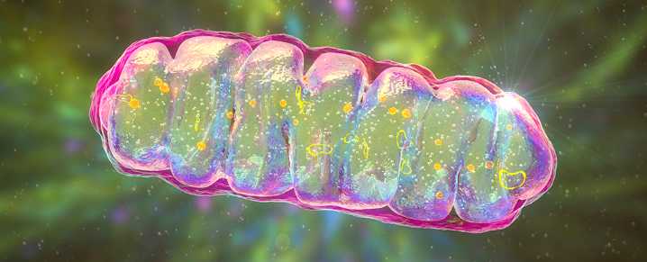 Scientists Reverse Dementia-Like Memory Loss in Mice by Supercharging Brain Cells