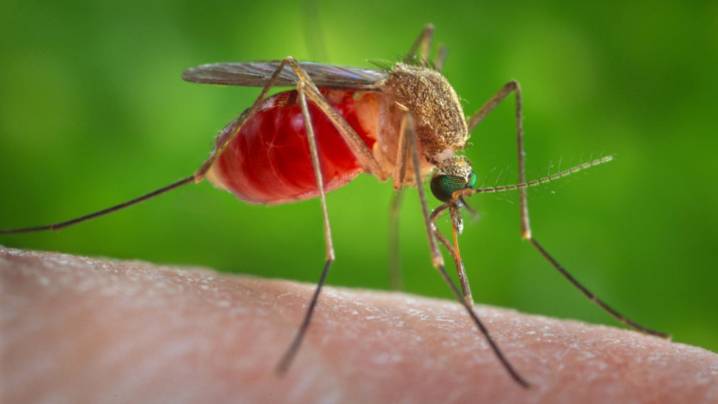 A second case of West Nile Virus is detected in a midtown Savannah mosquito