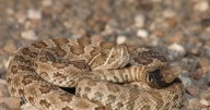 Have you seen these snakes? Why you shouldn’t kill them