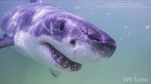 Aumentan los avistamientos de grandes tiburones blancos en Maine y Nueva Inglaterra