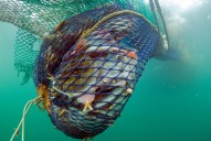 Bottom Trawling Could Unleash Carbon Dioxide, Worsening Global Warming