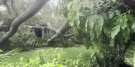 Tree fall on houses in Gulf Gate