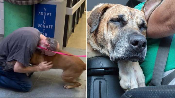 California Dog Waits Years In Shelter Until Her Dad Returns After Beating Cancer