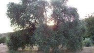 El olivo más grande del mundo está en España y tiene ramas de 2,80 metros: da 600 kilogramos de aceitunas al año
