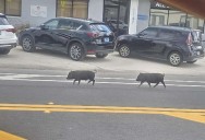 These little piggies went to the market? Two pigs on the loose spark Murray Hill neighborhood frenzy