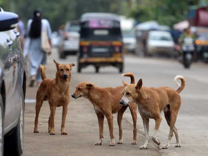 India: 62 millones de perros callejeros, un tercio de las muertes por rabia en el mundo y un fallo polémico