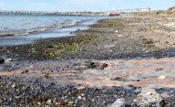Absolvieron a directivos de Conarpesa y queda sin resolver qué pesquera contaminó el Golfo