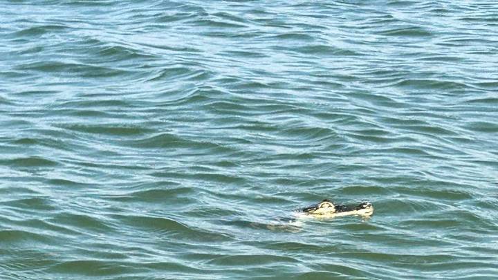What happened to the Lake Erie alligator? Officials still puzzled